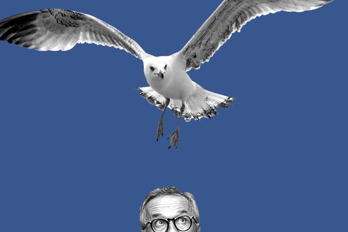 A seagull attack.