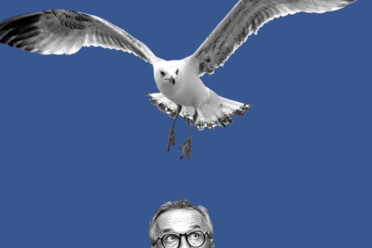 A seagull attack.