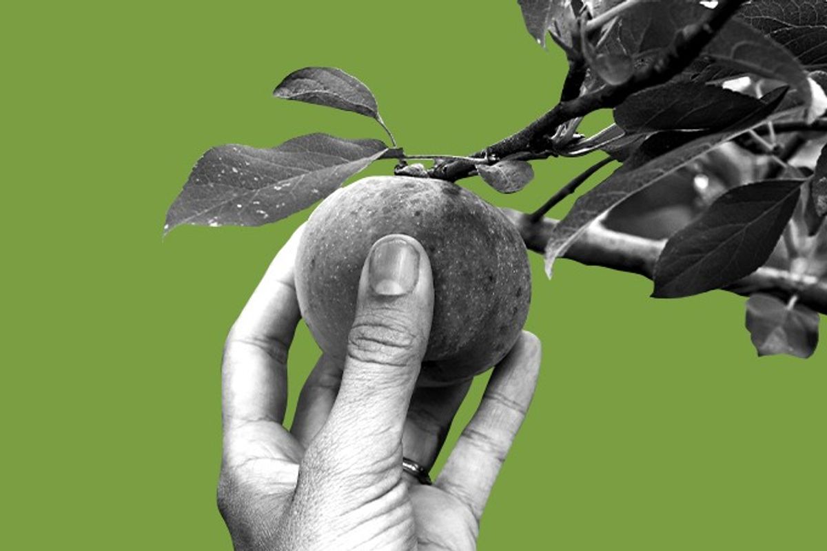 Apple picking.