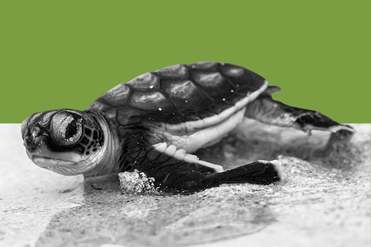 A sea turtle.