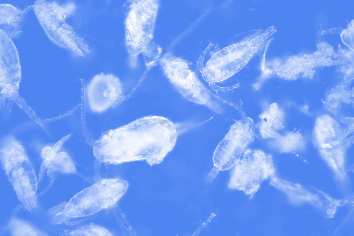 Copepods.