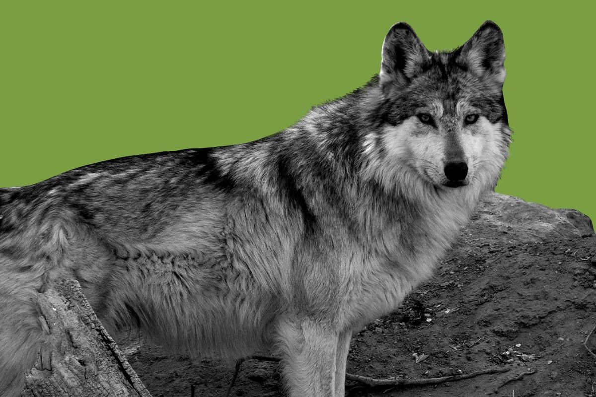 A Mexican wolf.