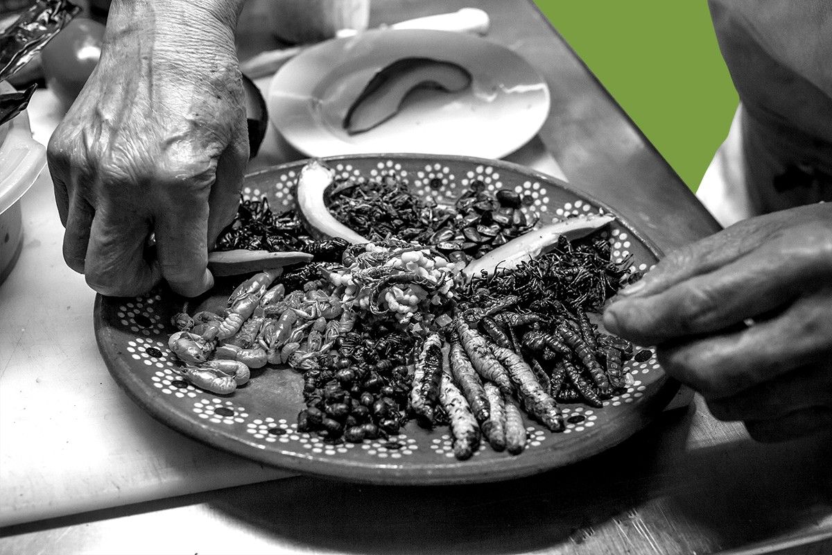 Edible insects.