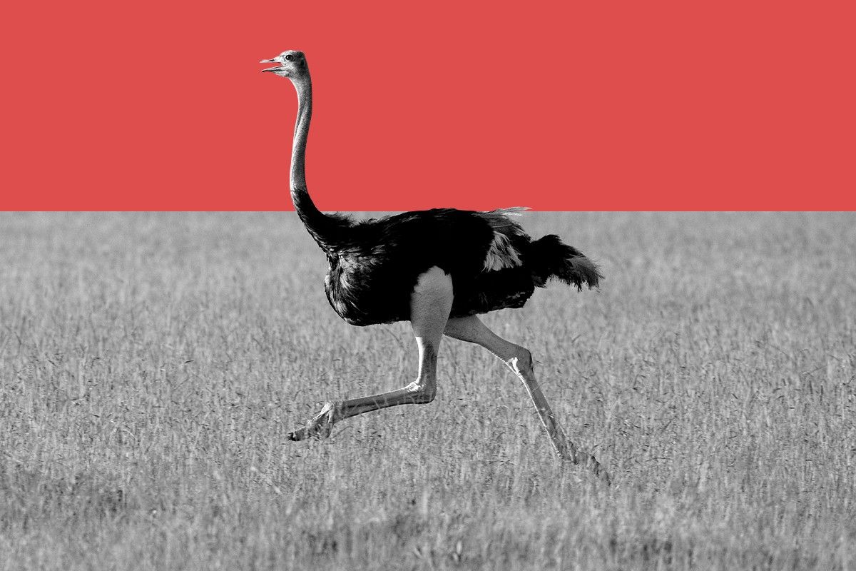An ostrich.
