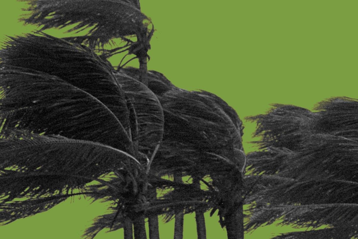 Trees in a hurricane.