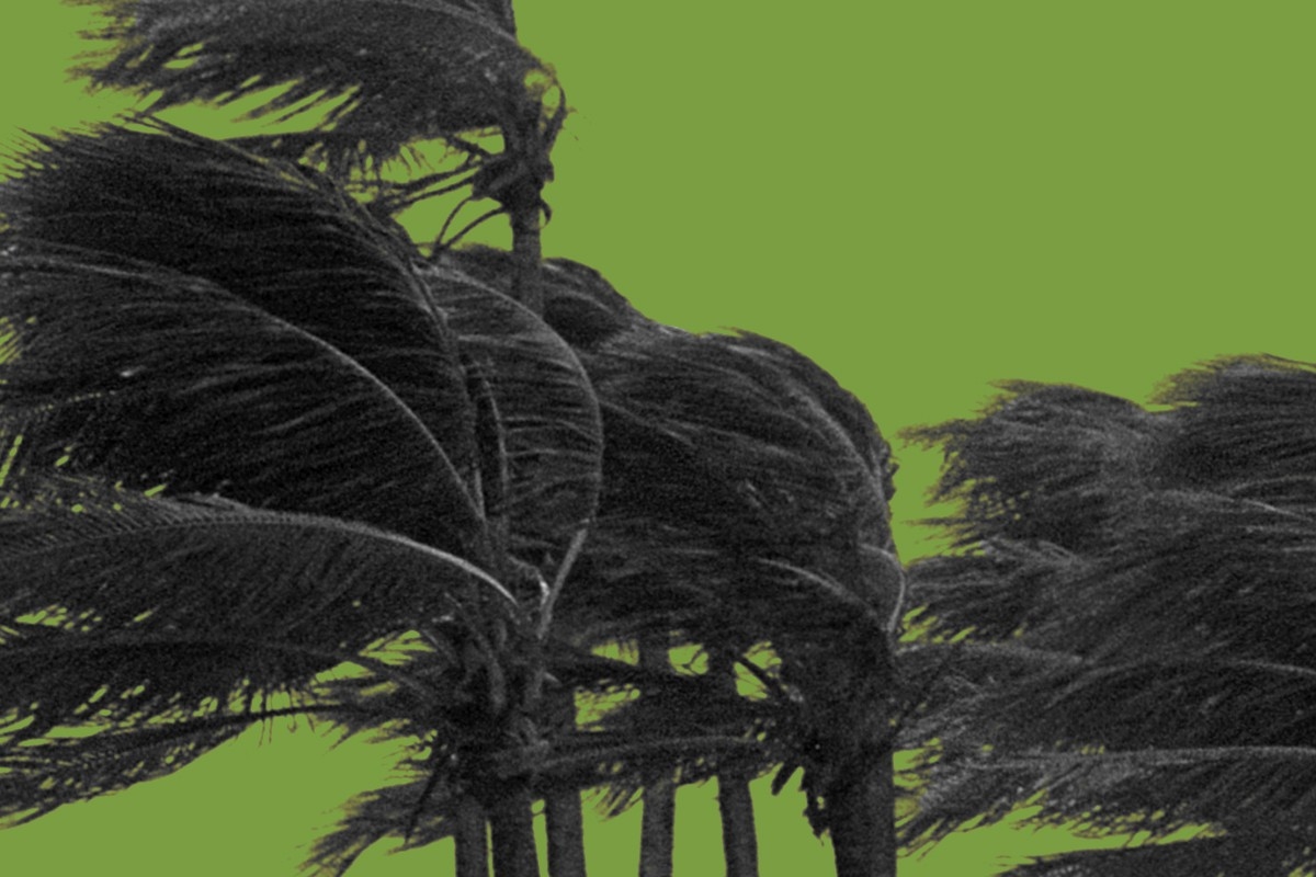 Trees in a hurricane.