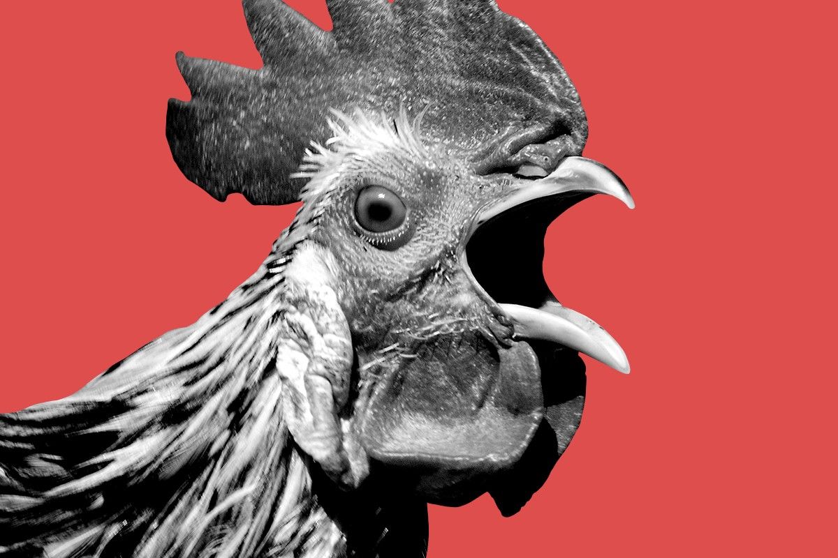 A rooster.