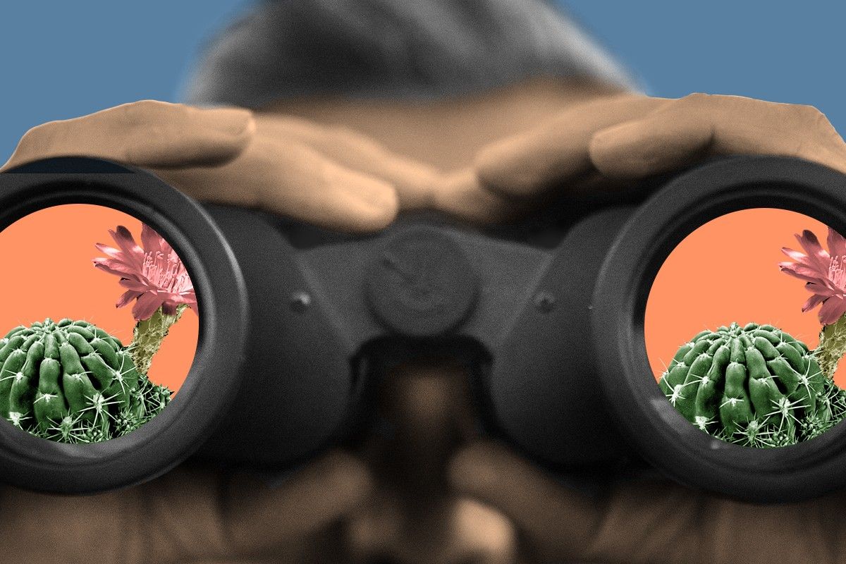 A cactus hunter looking through binoculars.
