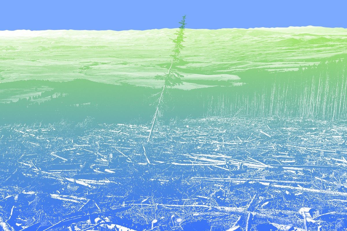 Devastated trees.