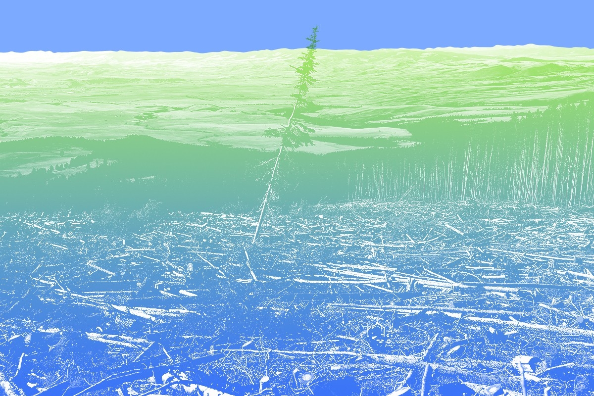 Devastated trees.