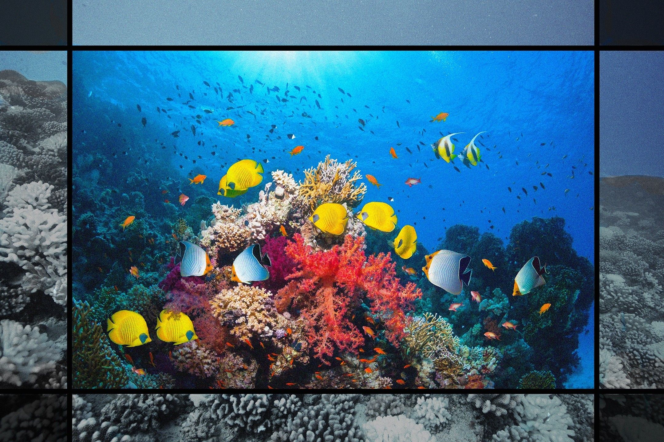 A coral reef in color and black and white.