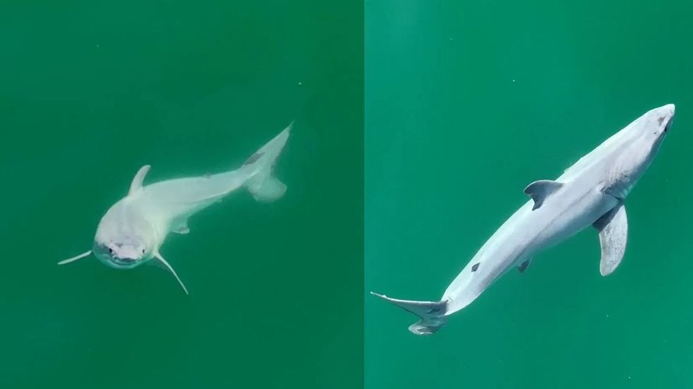 baby shark photo.