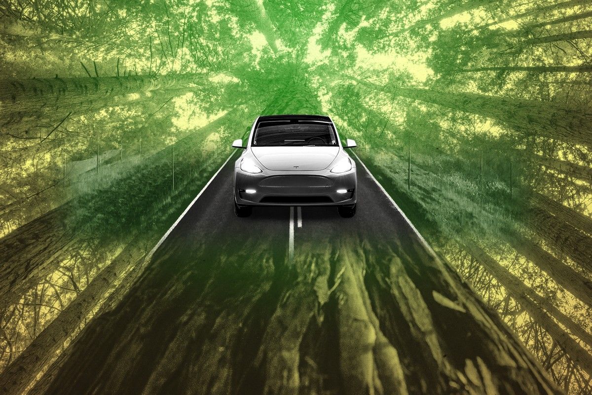 A Tesla and redwoods.