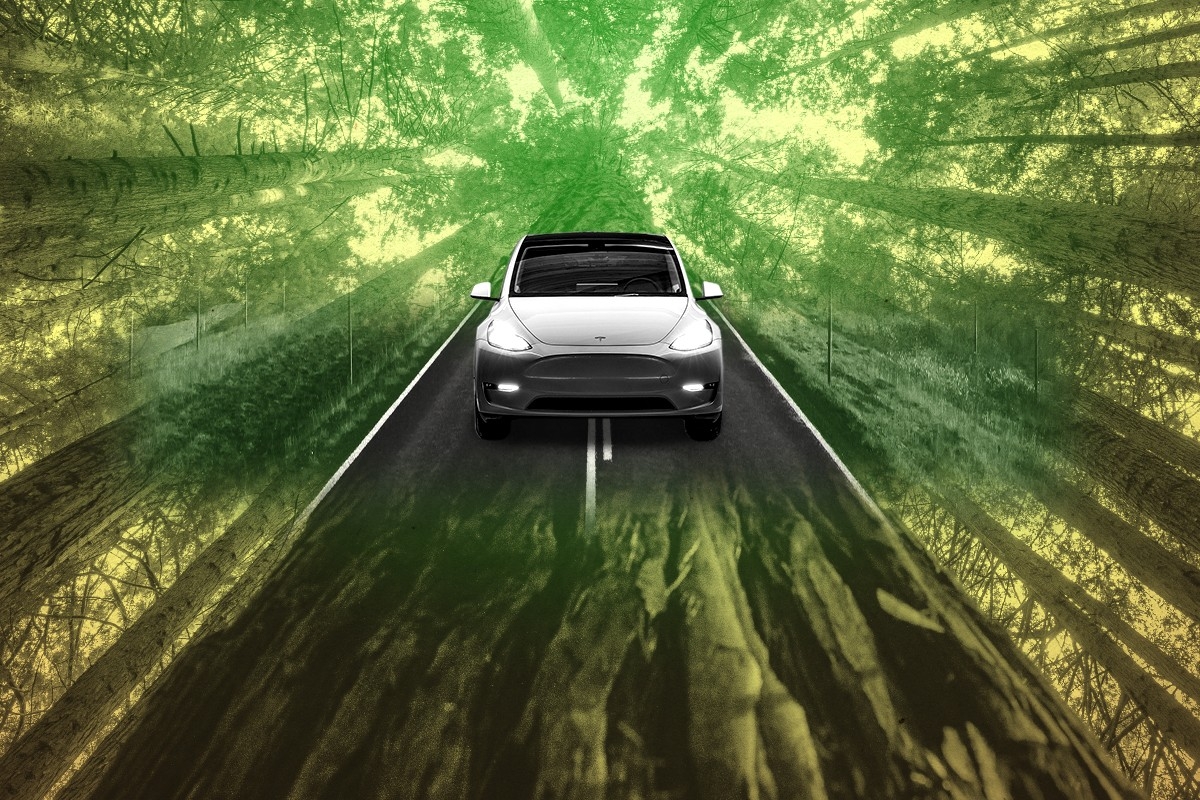 A Tesla and redwoods.