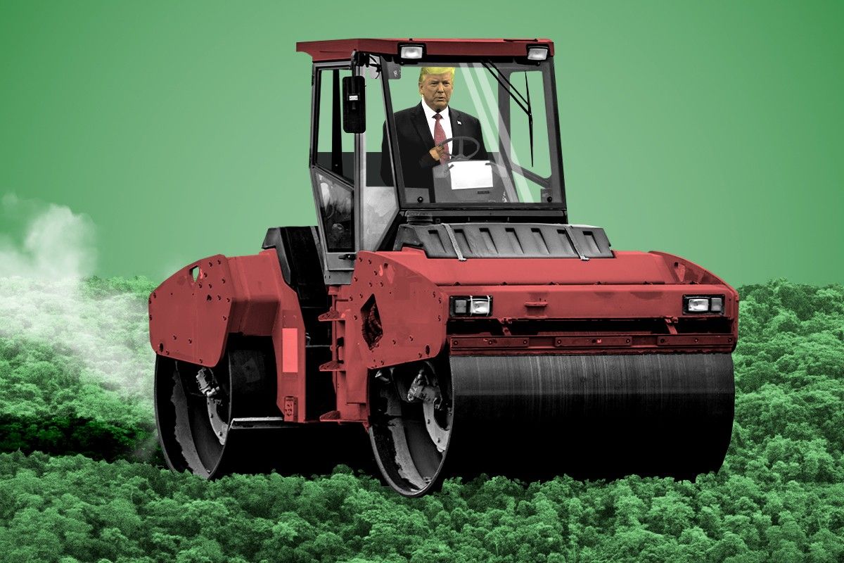 Trump steamrolling through a forest.