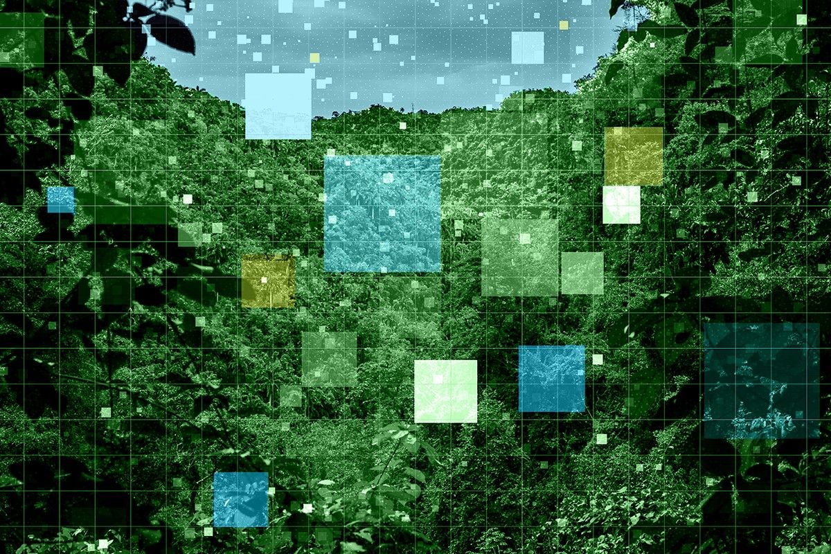 Trees and a grid.