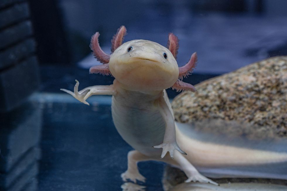 An axolotl