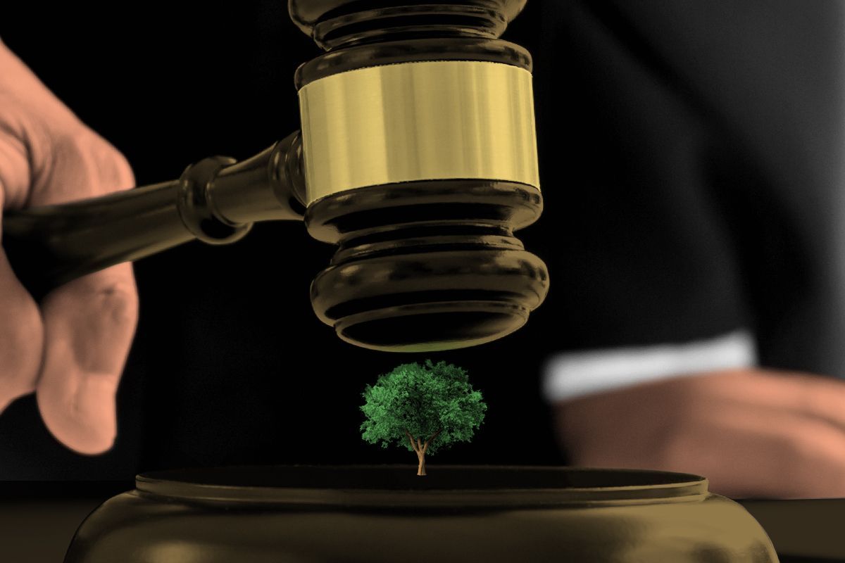 A tree getting smashed by a gavel.
