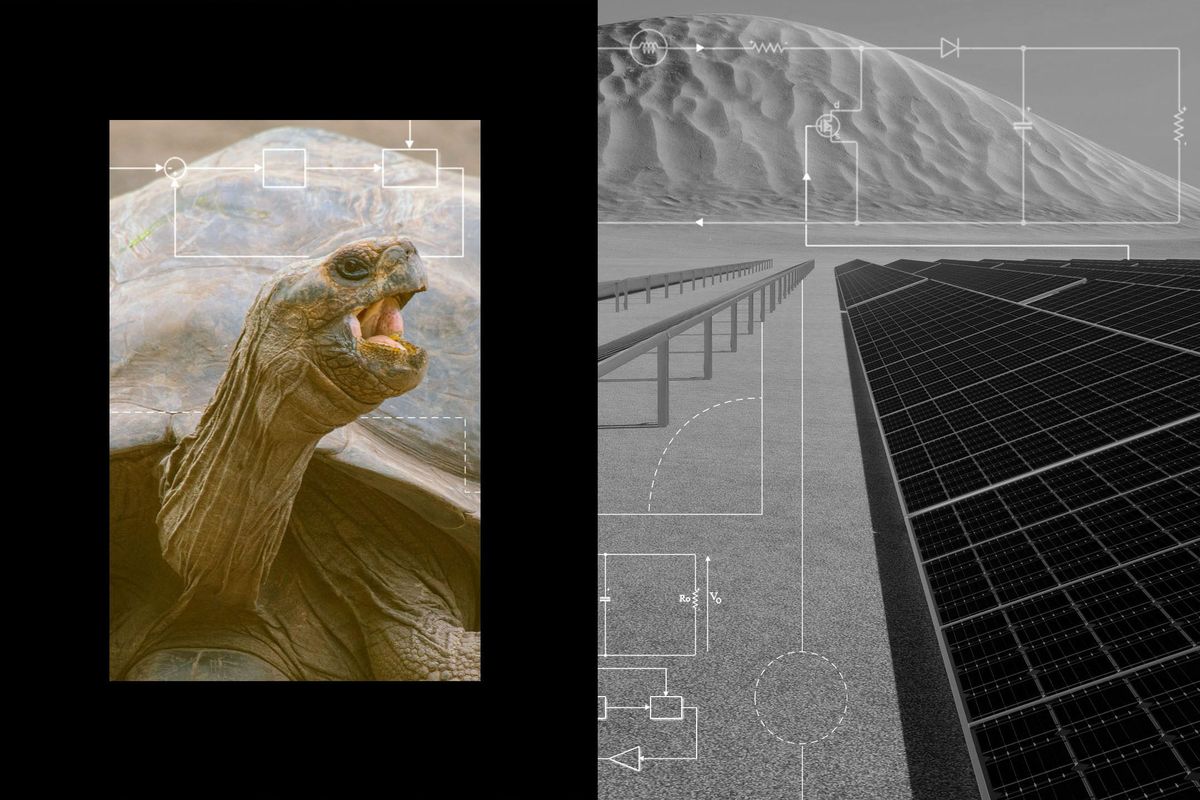 Tortoise