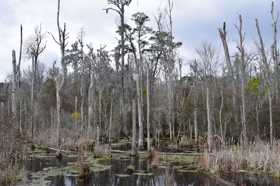 A ghost forest in Goose Creek State Park, North Carolina.