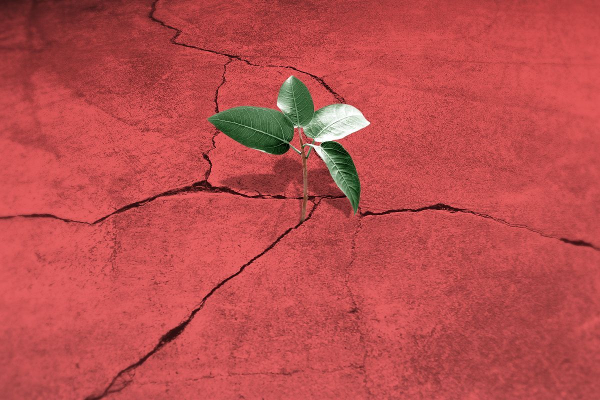 A plant growing out of a crack.