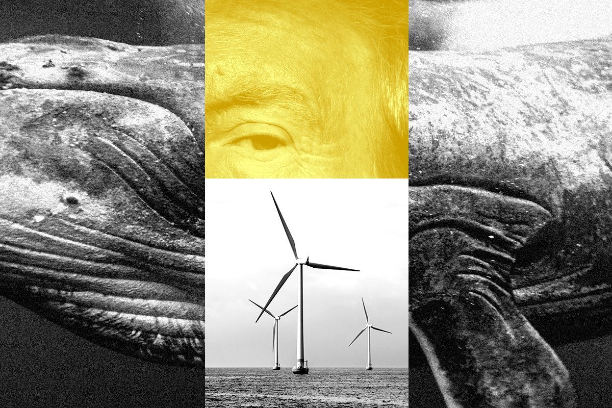 Trump and offshore wind energy.