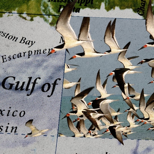 Birds and The Gulf.