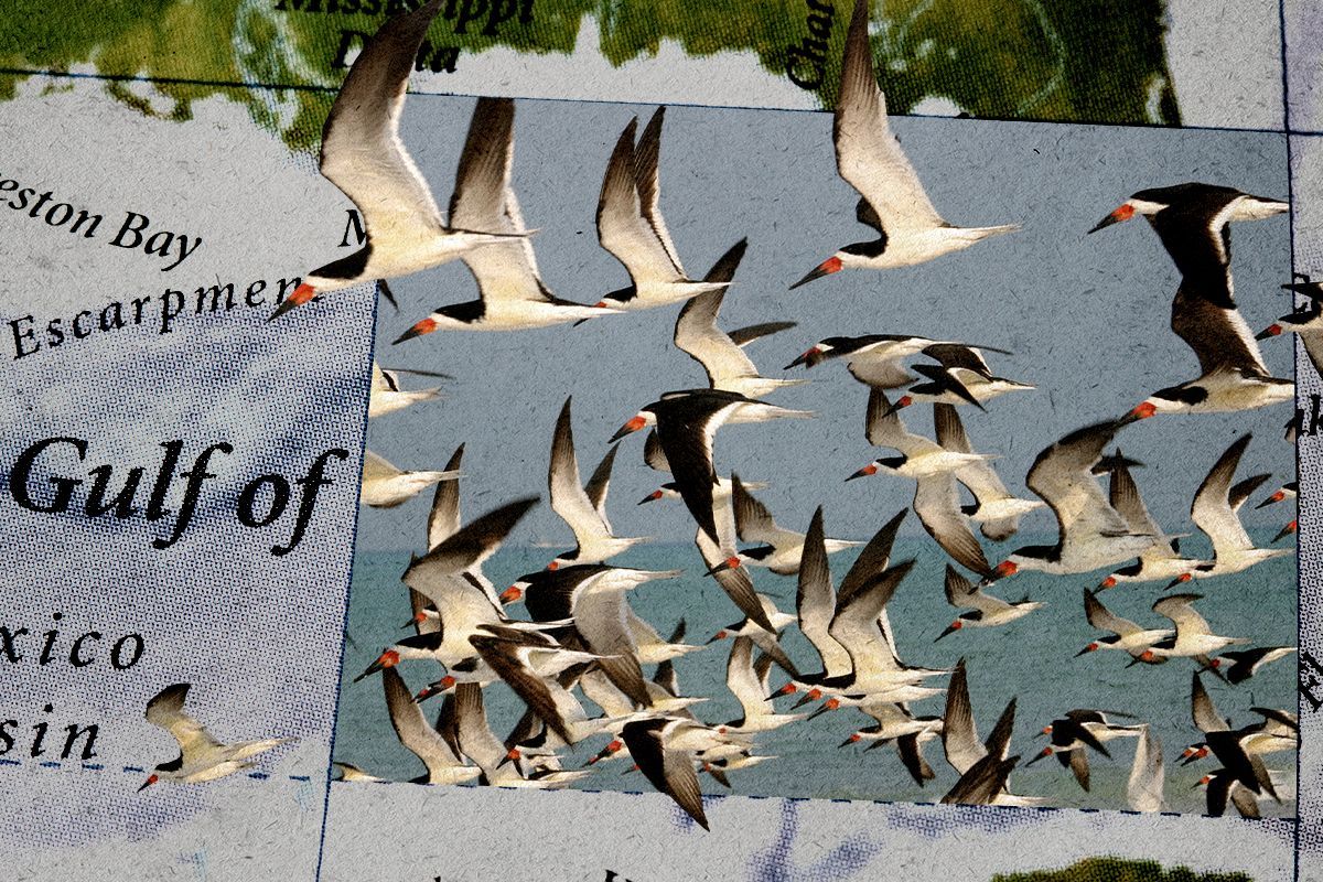 Birds and The Gulf.