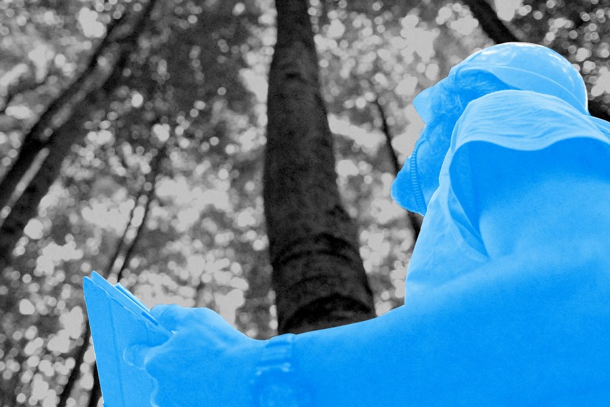 A worker in a forest.