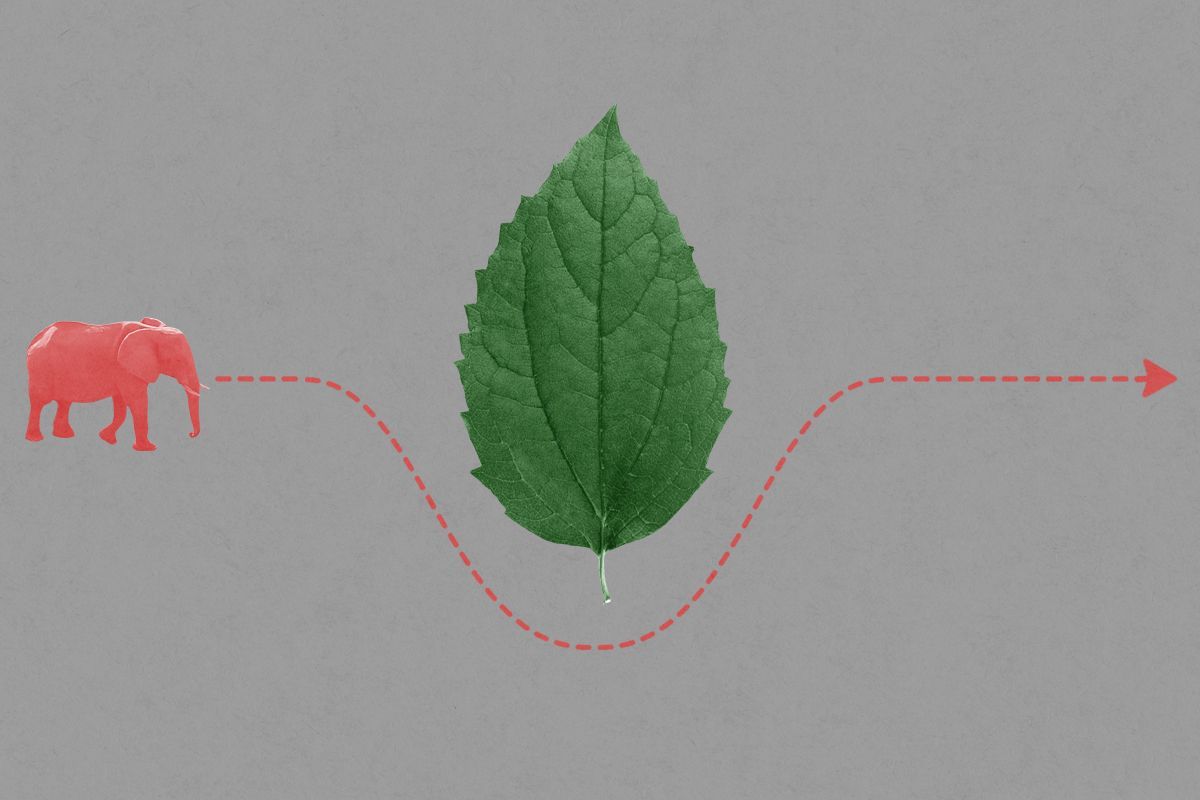 An elephant avoiding a leaf. 