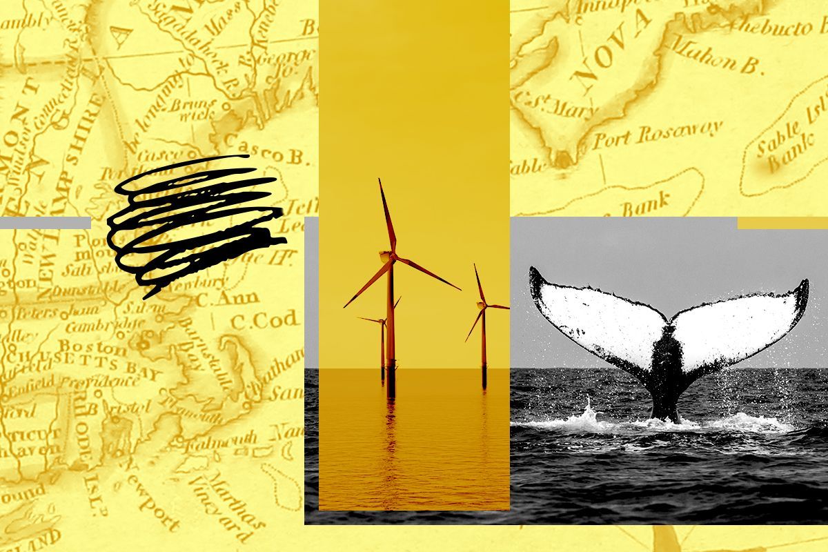 Offshore wind and a whale.