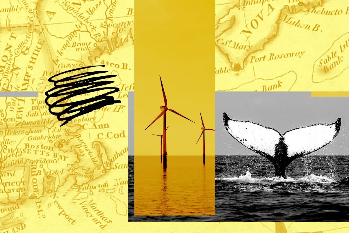 Offshore wind and a whale.