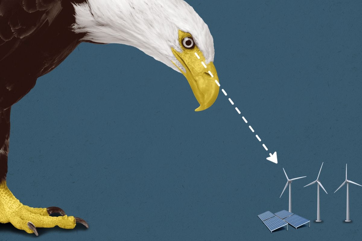 A bald eagle glaring at clean energy.