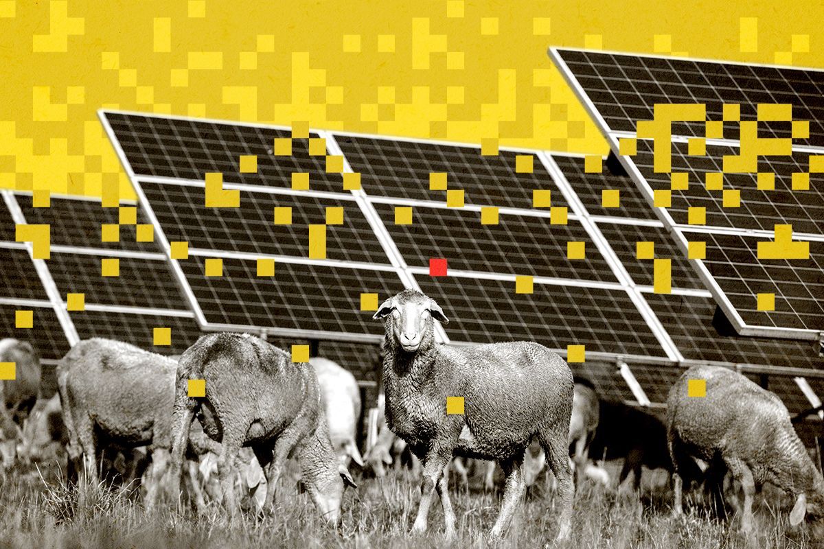 Sheep and solar panels.