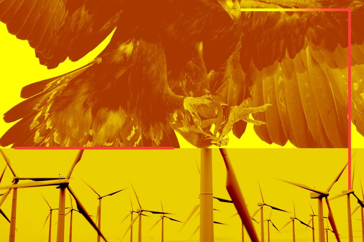 A golden eagle and wind turbines.