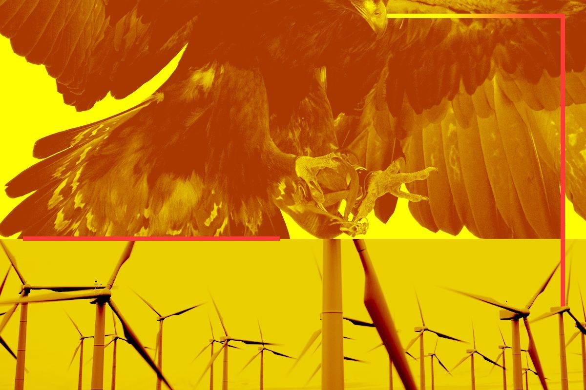 A golden eagle and wind turbines.