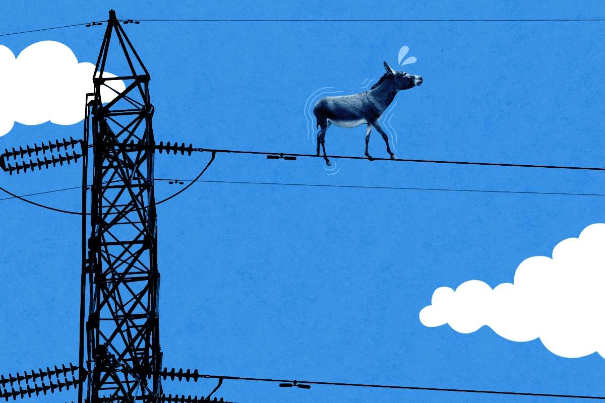 A donkey on power lines.