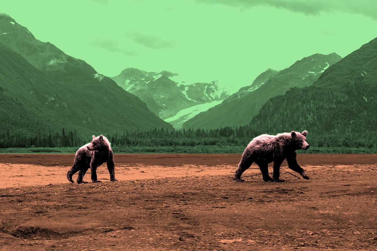 Bears in Alaska.