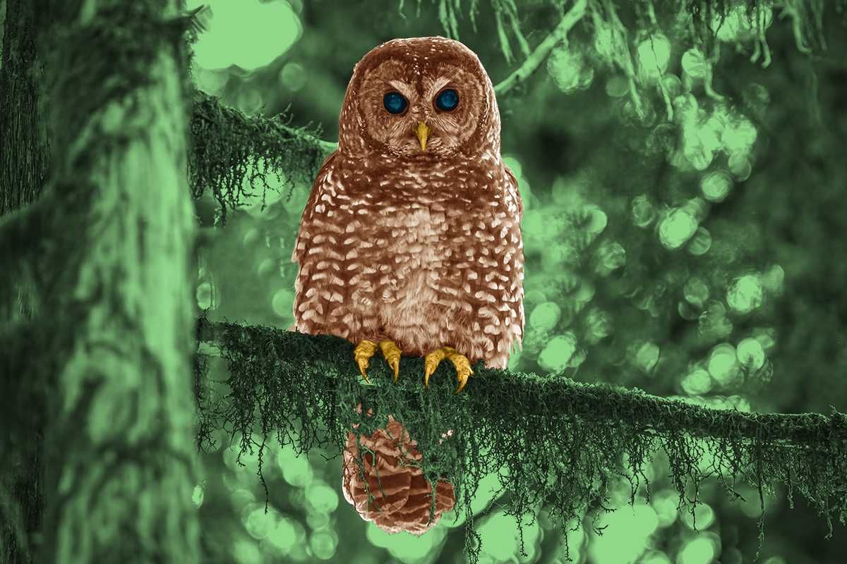 A northern spotted owl.