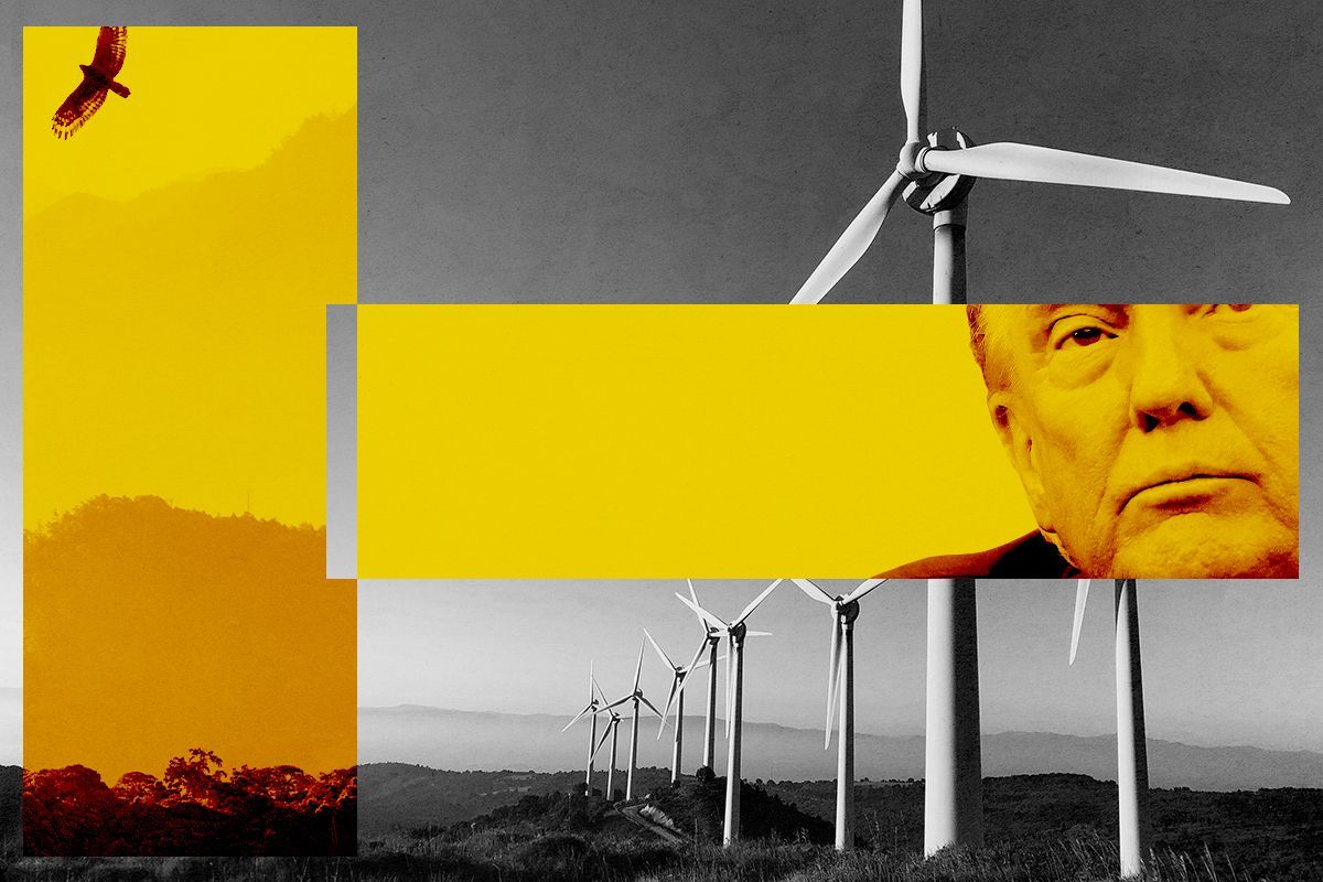 Donald Trump, an eagle, and wind turbines.