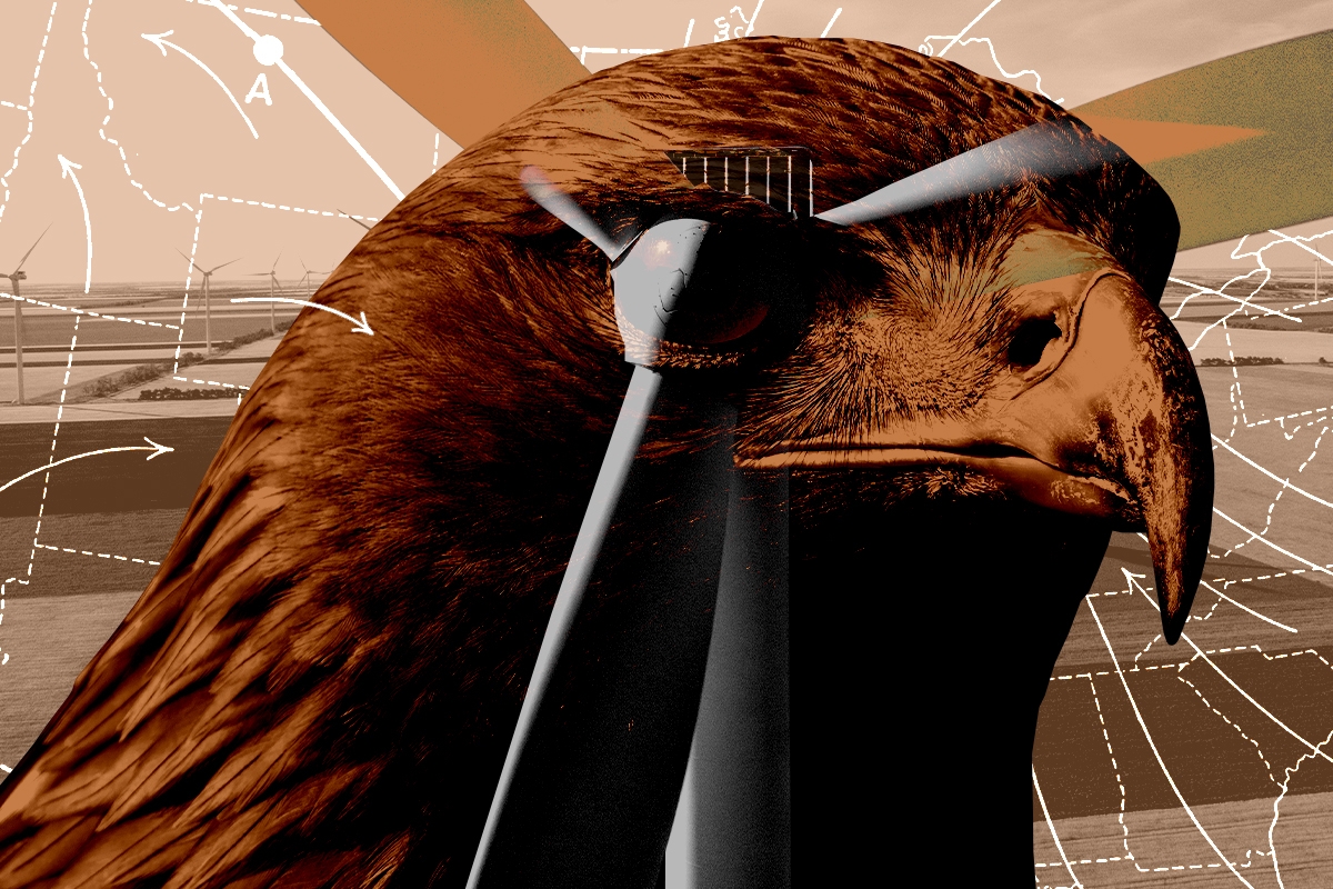 A golden eagle and wind turbines.