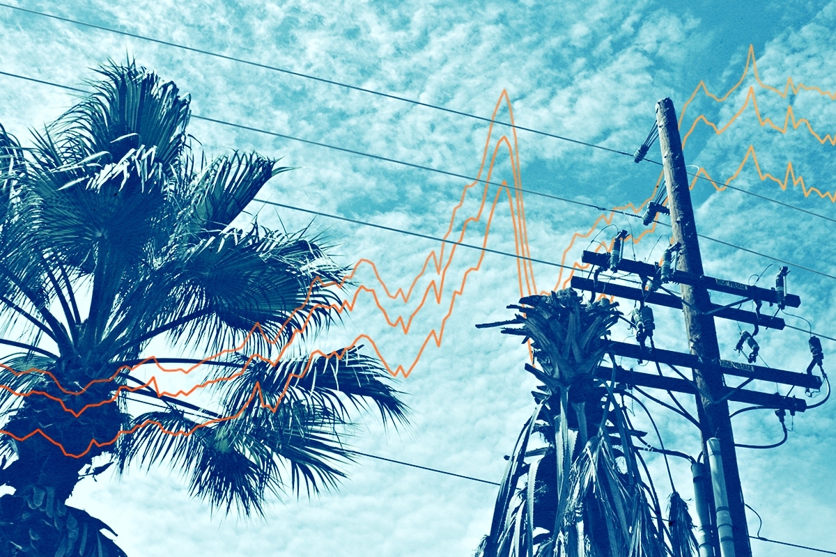 A palm tree and power lines.