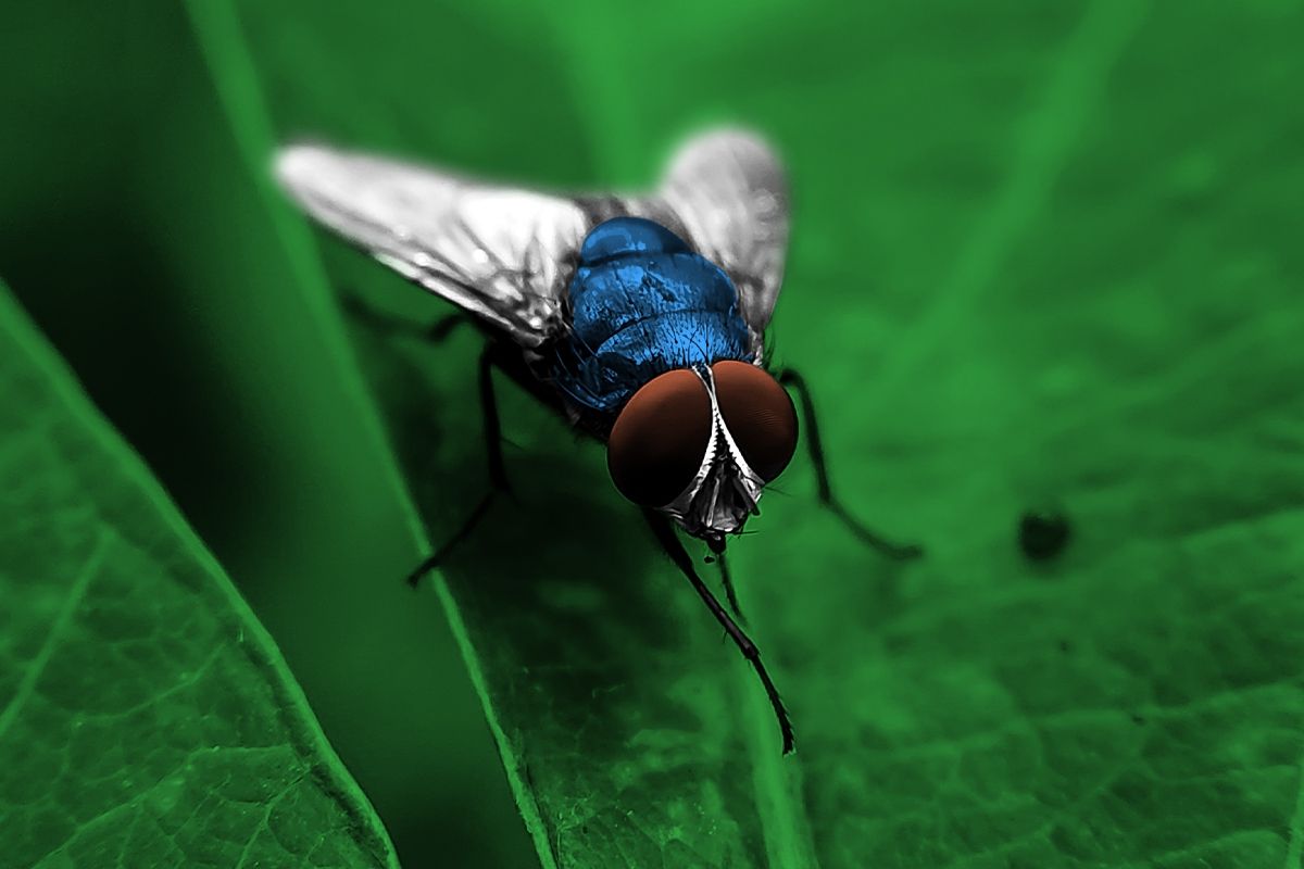 A screw worm fly.
