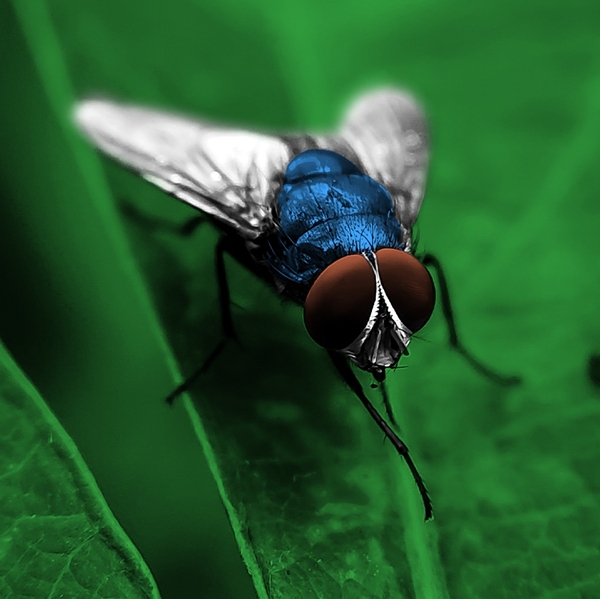 A screw worm fly.