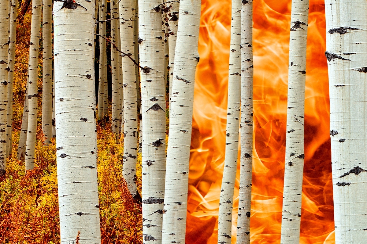 Aspens and fire.