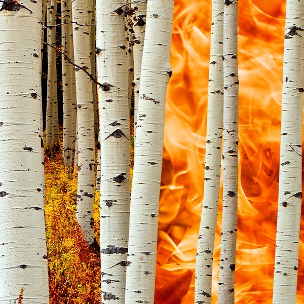 Aspens and fire.