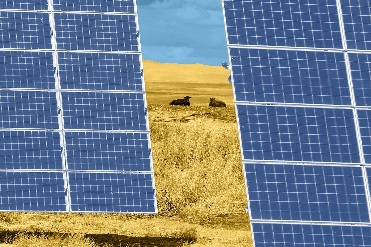 Cows and solar panels.