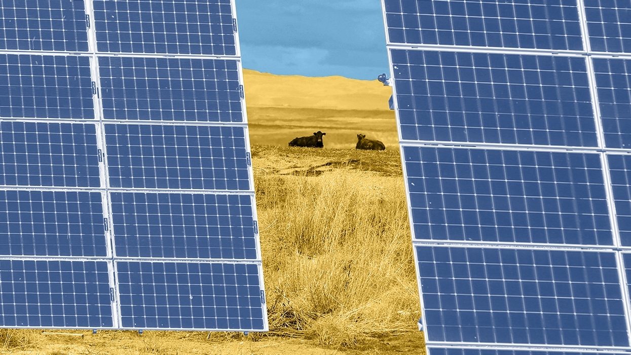 Cows and solar panels.