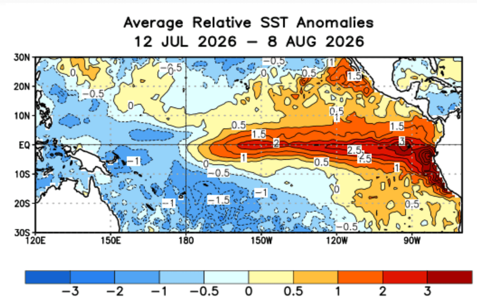 A chart of average relative sea surface temperature anomalies from July 12th, 2026, to August 8th, 2026. The El Ni\u00f1o tongue is clearly visible against an overall colder-than-average background. 