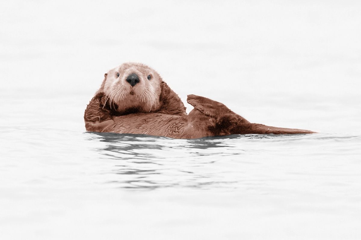 An otter.
